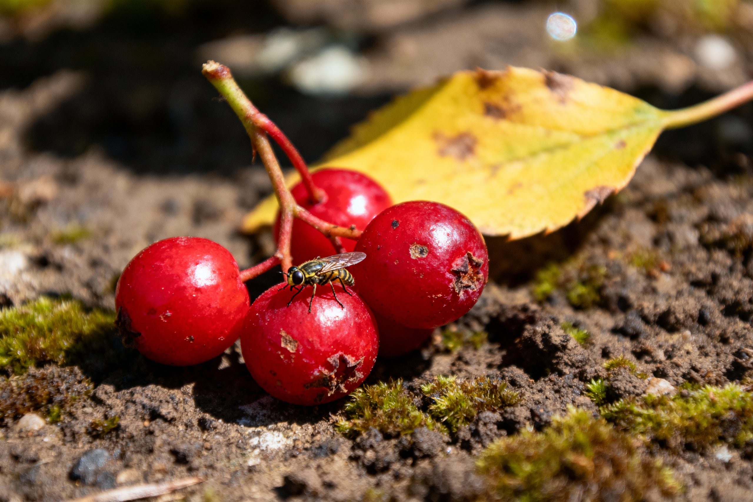 fruit en e