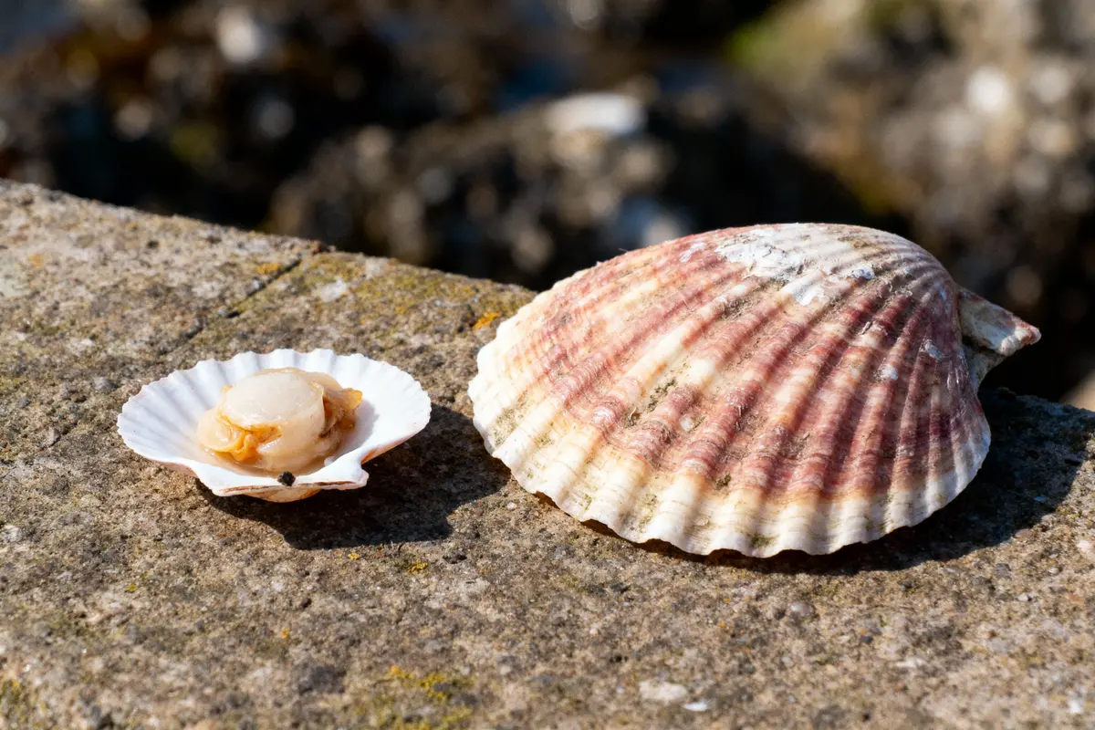 Coquille Saint-Jacques ouverte avec noix à l'intérieur, posée sur surface rocheuse extérieure.