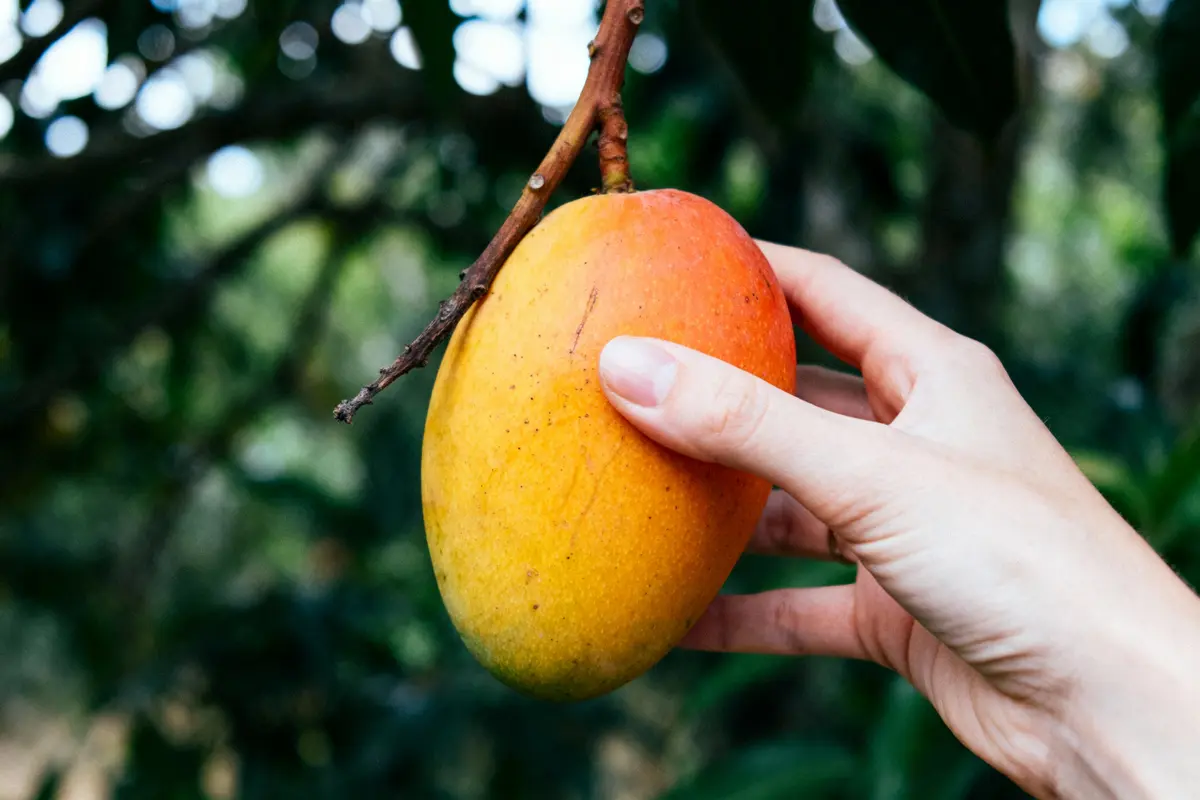 Main tenant une mangue jaune et rouge accrochée à une branche, avec un arrière-plan flou de verdure.