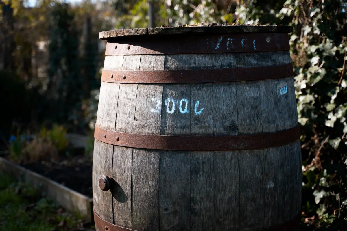 Tonneau en bois marqué "300L" dans un jardin, entouré de végétation et d'arbustes.