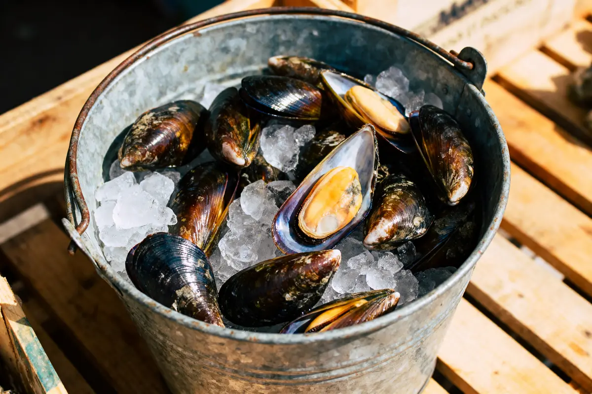 Seau en métal rempli de moules fraîches sur glace, posé sur une table en bois.